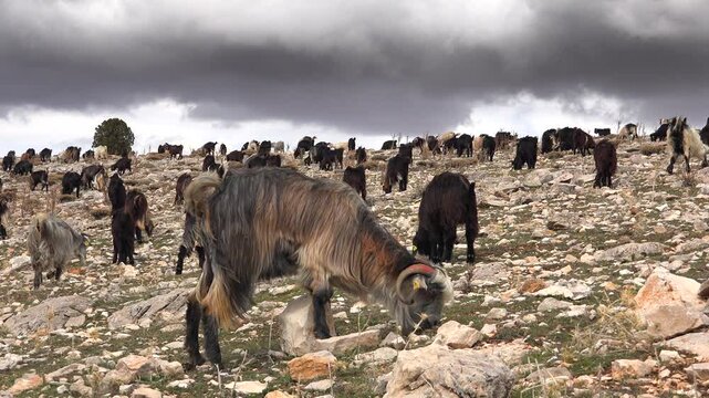 A herd of mixed domestic goats grazes freely across barren high altitude plateaus beneath open skies. Remote pastoral landscape shows hardy livestock, rocky uplands, and traditional mountain grazing.