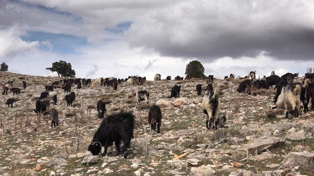 A herd of mixed domestic goats grazes freely across barren high altitude plateaus beneath open skies. Remote pastoral landscape shows hardy livestock, rocky uplands, and traditional mountain grazing.