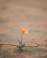 Resilient flower blooming in cracked dry soil nature photography desert environment close-up view