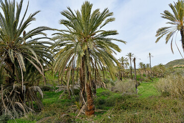 Large date palm trees growing in a lush green valley in Lefke, Cyprus. Mediterranean landscape with tropical vegetation under a bright sky.