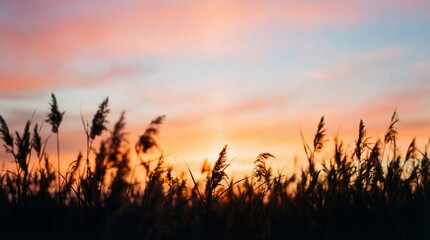 Silhouette of reeds against a vibrant sunset sky creating a serene and picturesque landscape.