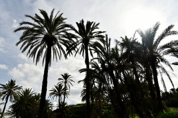 Obraz premium Sillhouetted palm trees against a bright, hazy sky in Lefke, Cyprus. Artistic low-angle shot of tropical foliage backlighting the sun in a Mediterranean landscape.