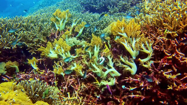 Macro close up of Dendronephthya soft coral, also known as carnation coral or tree soft coral, growing on a tropical coral reef in Bali. Detailed marine invertebrate structure in Indo Pacific waters.