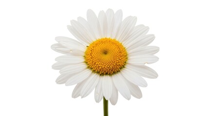 Fototapeta premium White Daisy Flower with Yellow Center.
