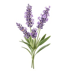 Obraz premium Fresh Lavender Bouquet on White Background for Aromatherapy and Decor Purposes