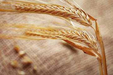 Naklejka premium Wheat stalks on a burlap cloth during late afternoon light in a rustic setting