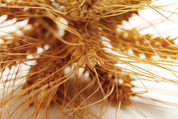 Naklejka premium Wheat stalks showing details of grains and fibers under a bright light during harvest season