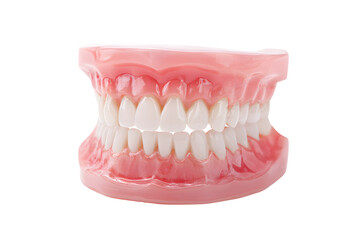 Fototapeta premium 3D human teeth and gums model realistic dental jaw anatomy isolated on transparent background