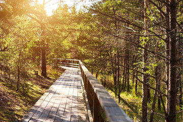 Fototapeta premium A long wooden boardwalk stretches through a peaceful pine forest, bathed in warm afternoon sunlight. Sunlight streams through the green tree canopy, casting shadows on the path.