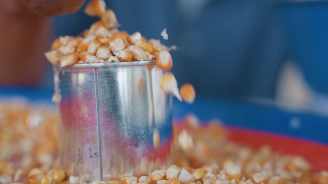 Cooking scene with corn kernels. Domestic cooking process involving hand arranging corn in metal cup. Homemaker sorts corn kernels in metal cup on vibrant red tray during meal preparation