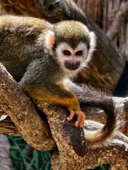 Close-up portrait of a squirrel monkey (Saimiri sciureus) sitting on a tree branch in natural habitat. Cute small primate with expressive eyes, white facial mask, and yellow limbs. 