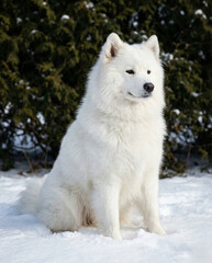 Fototapeta premium サモエド, 雪の上に座る純白でふわふわな毛並みの大型犬, 冬の屋外の庭で佇む美しいサモエド犬のポートレート, 豊かな被毛を持つ白いペットの犬, 寒冷地の自然な背景と忠実な犬の姿