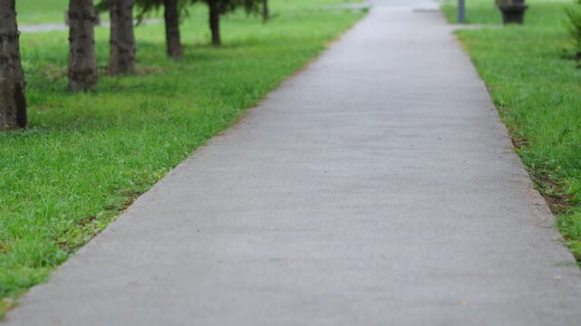 Smooth pedestrian pathway cuts through vibrant green lawn creating clean geometric perspective. Tall dense spruces add fresh atmosphere
