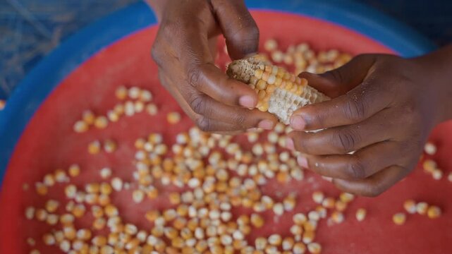 Black hands shelling corn over basin, home cook prepping kernels on red tray, textured fingertips removing grain, warm natural light, quiet domestic chore showing tradition and care
