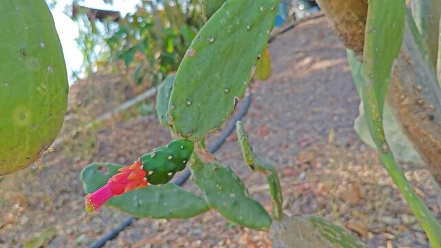 Checking blooming prickly pear on nopal cactus