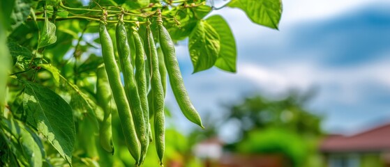 The Green Bean Pods Hanging on a Vine in a Sunny Garden Scene