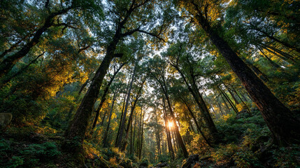 Forest canopy at sunset with golden light filtering through dense trees, highlighting layered leaves and textured branches, creating a serene woodland atmosphere.