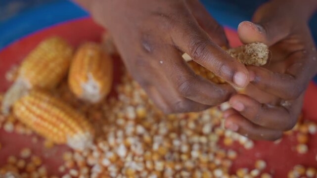 Corn sale activity. Local vendors processing maize kernels. Individuals preparing and sorting corn for sale. Community members peeling and organizing corn cobs for marketplace trading