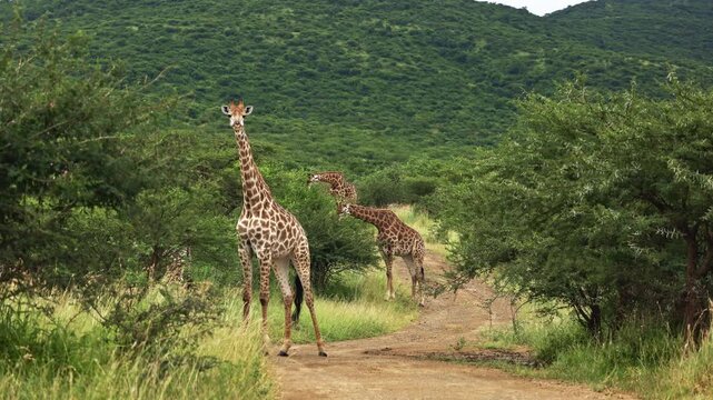 footage of a herd of wild African giraffe herd eating leaves from trees. Portrait of wild African giraffes closeup in forest. South Africa safari in national park. Amazing rare shot of african animals