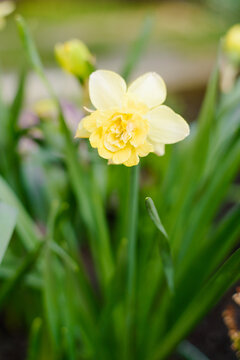 Close View of Double Yellow Narcissus Milena in Sunlight