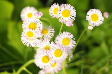 植物　花　ピンクの花　自然　風景