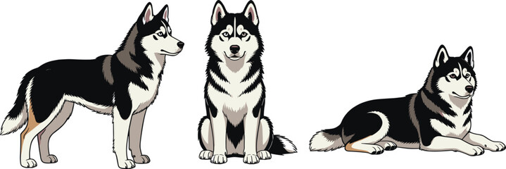 Vector illustration set of Siberian Husky dog in different poses, standing, sitting, and lying down, isolated on white background for pet lovers, design © Umala Art