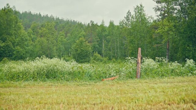 Static shot of a man on a farm, carrying and moving a heavy wooden pole vertically through a wildflower meadow for timber handling.