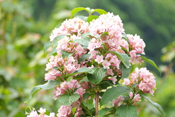 植物　花　ピンクの花　自然　風景
