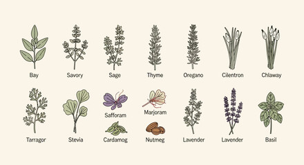 A collection of hand-drawn illustrations of various herbs and spices, each labeled with its name. © Jonan