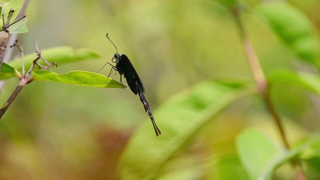 Chinese Peacock Butterfly in Slow Motion &ndash; Resting Gracefully on Green Leaf with Iridescent Blue-Green Wing Patterns, Before Flying Away into a Serene Natural Background
