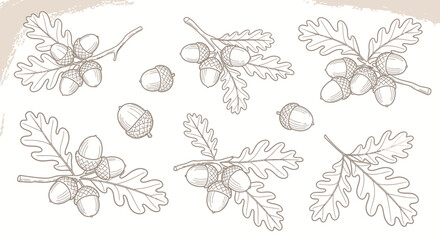 Hand-drawn sketch illustrations of oak branches with acorns and leaves. © Jonan
