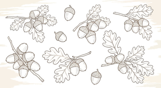 Hand-drawn sketch illustrations of oak branches with acorns and leaves, set on a light background.