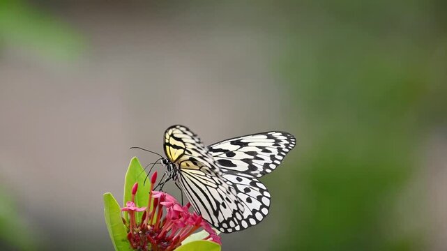 Rice Paper Butterflies in Slow Motion &ndash; Feeding Gracefully on Clusters of Pink Blossoms, Joined by Another Butterfly Before Flying Away into a Serene Garden Background