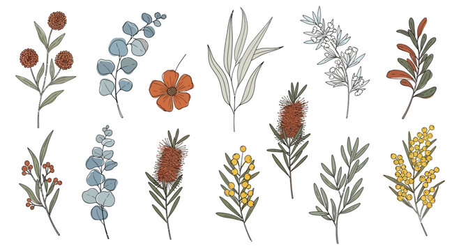 A collection of hand-drawn Australian native plants and flowers, featuring eucalyptus, bottlebrush, wattle, and banksia in a minimalist illustration style.