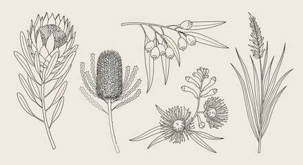 A collection of five detailed line drawings of various Australian native flowers and plants, presented on a neutral background. © Jonan