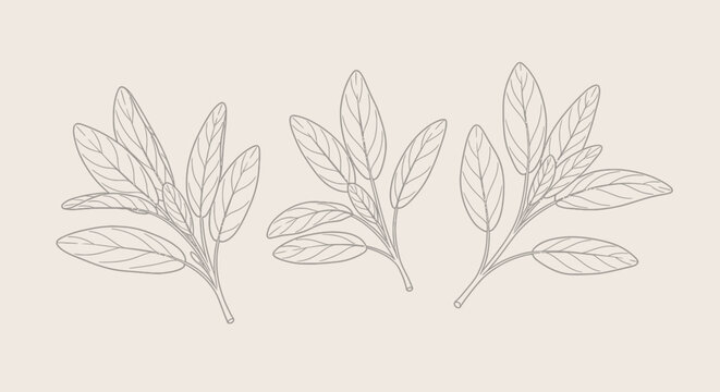 A delicate line drawing illustration of three sprigs of sage leaves against a soft beige background.