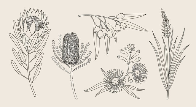 A collection of five detailed line drawings of various Australian native flowers and plants, presented on a neutral background.