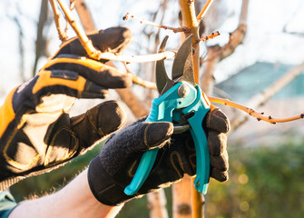 Pruning of a young apple tree in spring