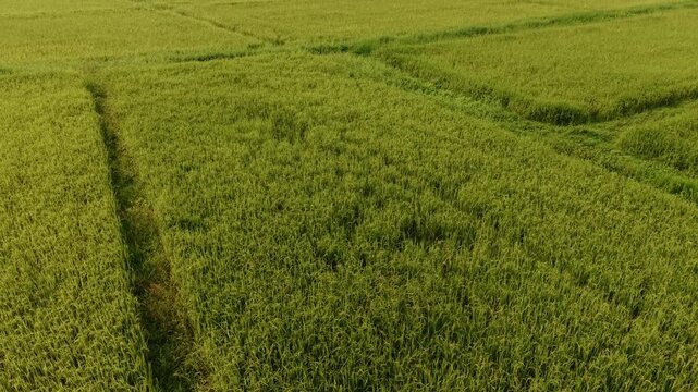 Aerial view of rice fields swaying across sunlit green paddies in rural farmland valley with drone tracking forward pan and gentle undulating motion.