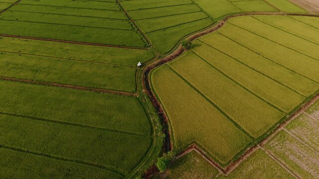 Aerial view of rice paddies sweeping across patchwork farmland with curved irrigation channel.