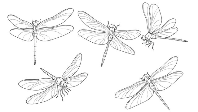 Collection of dragonfly line art illustrations showing the insect from different angles and in flight poses.