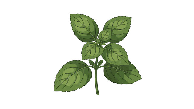 Detailed vector illustration of a healthy green basil plant with several textured leaves is isolated on a clean white background.