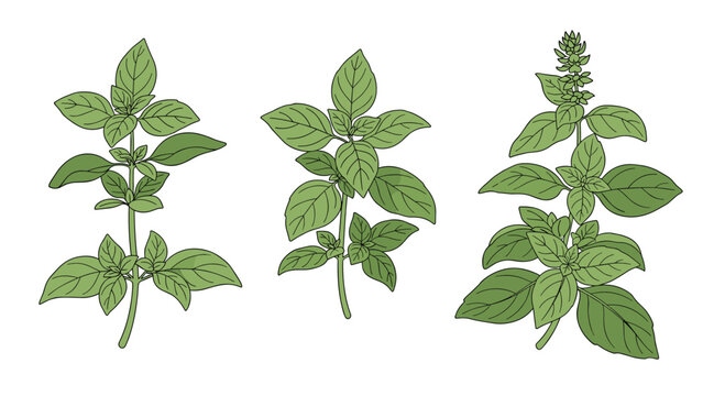 Three hand-drawn green basil or mint plant stems with detailed leaves for culinary, herbal, and kitchen themed designs.