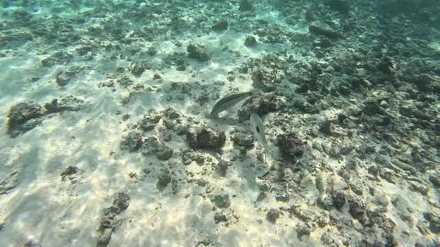Two reef fish including Thumbprint emperor (Lethrinus harak) swimming over sandy seabed in clear tropical water, Maldives
