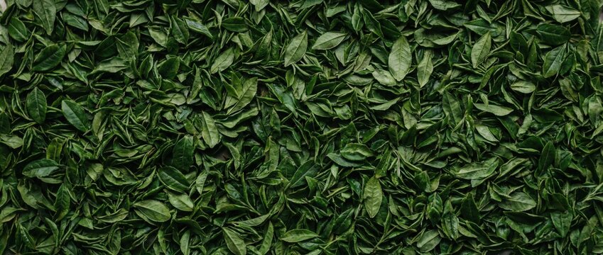 Aerial view of dense green foliage covering the entire landscape with lush leaves and plants thriving in a natural environment