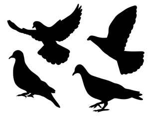 Fototapeta premium Silhouette Collection of Pigeons in Various Flying and Standing Poses