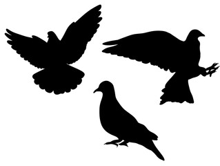 Fototapeta premium Silhouette of Three Pigeons in Various Poses