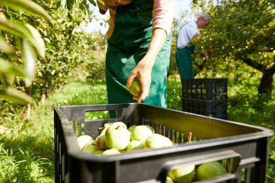 Organic farmers harvesting williams pears