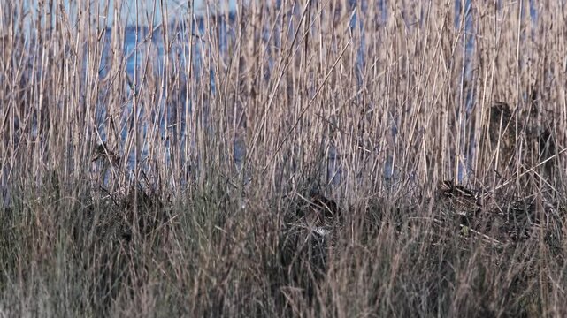 Bird Snipe Resting Reeds Nature Sitting Sleeping