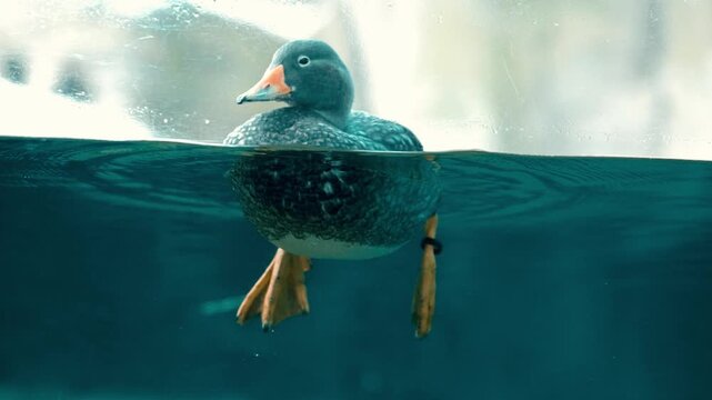 A duck floating in the water, half submerged, as seen through a tank at a zoo